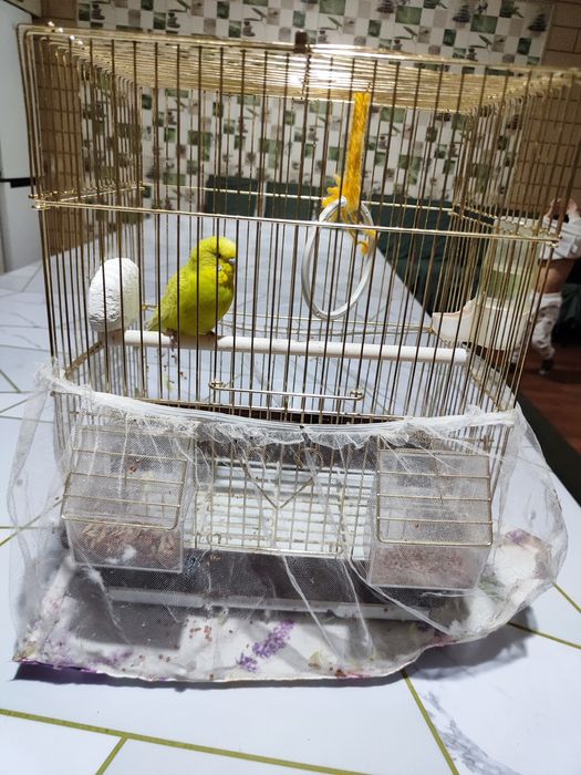попугай с клеткой