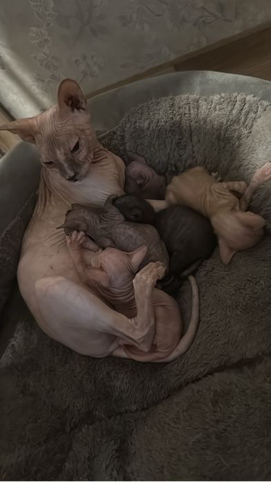Продам котят Донского сфинкса