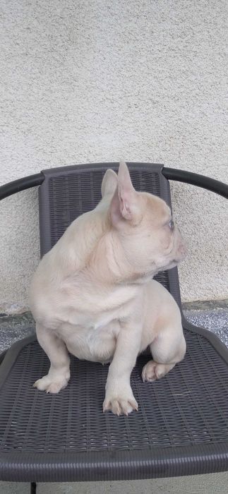 Mascul bulldog francez cu ochi albastri