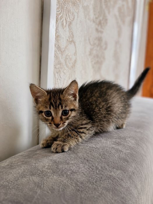 Ищем для котят дом