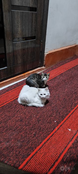 Котятя в добрые руки!