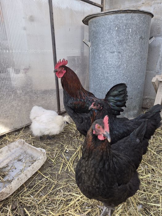 Петушок маран черно-медный.