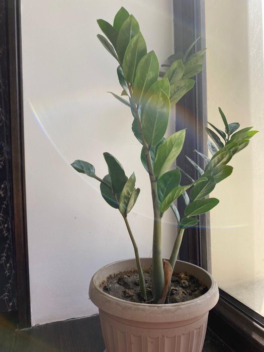 Цветы комнатные Замиокулькас