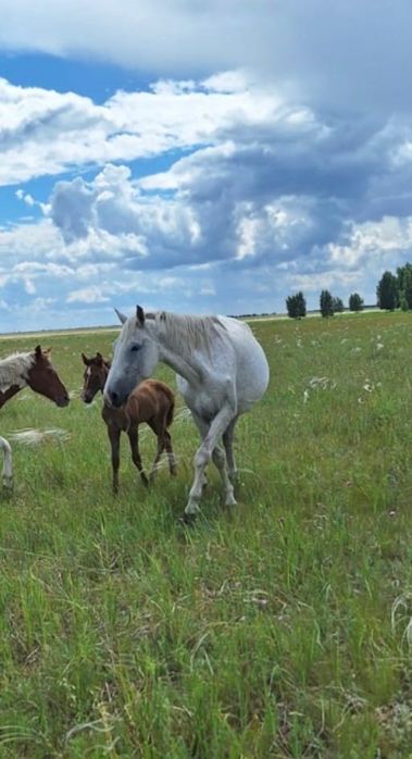 Продам лошадь с жеребенком
