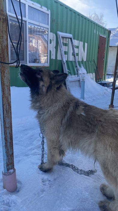 Вязка Немецкая овчарка