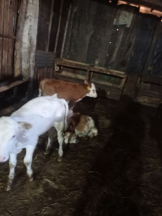 Продам телят симментальской породы