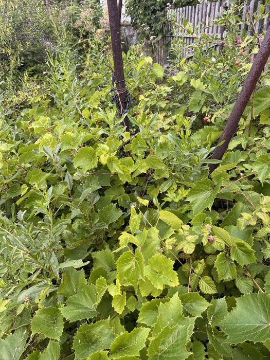 Продам 2 дачи СО «Элеваторщик»