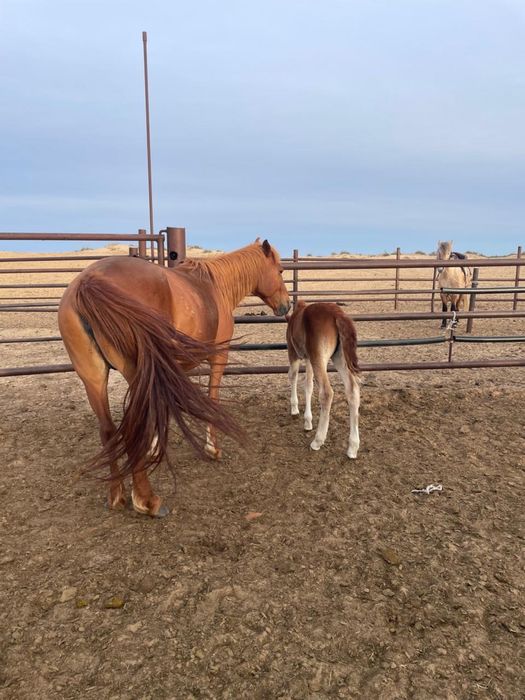 Айгыр уйрмен сатылады