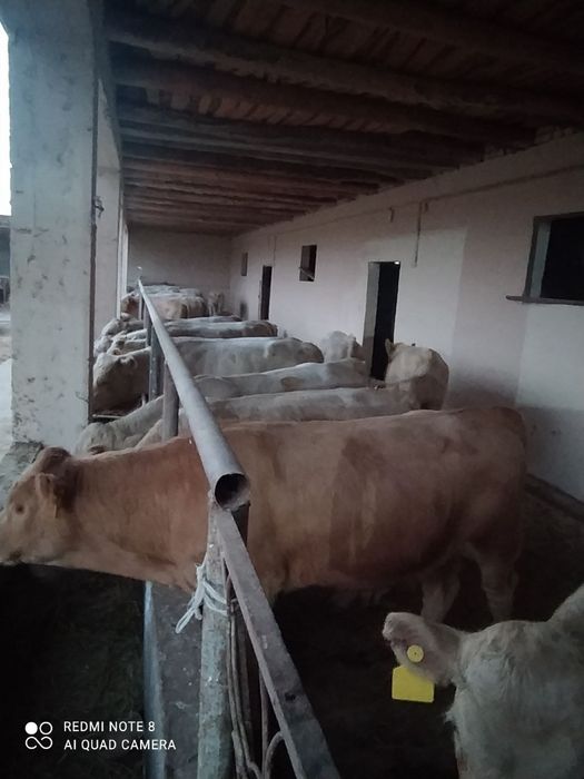 Ferma Yangi yo'lda sotildi Hamroqulda