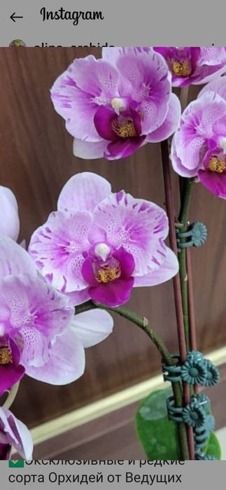Сортовые орхидеи из Азии