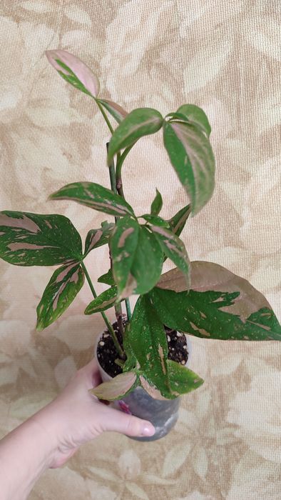 Сингониум Ред Спот