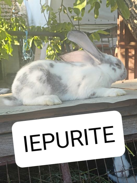 De Vanzare pui  iepuri