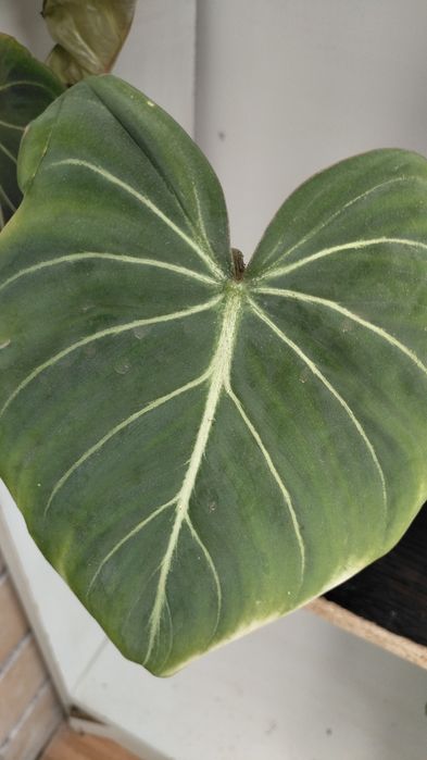 крупномеры филодендроны сортовые, монстеры, сингониумы, эпипремнумы