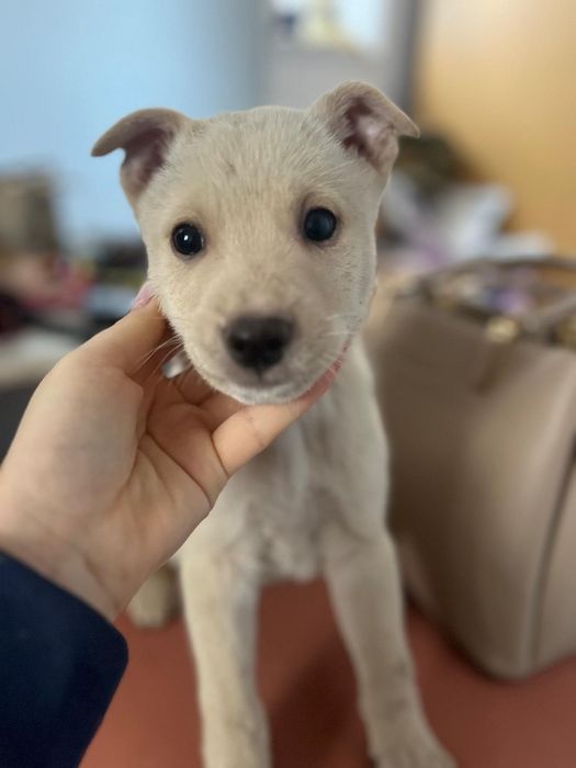 Donez cățeluși de talie mica