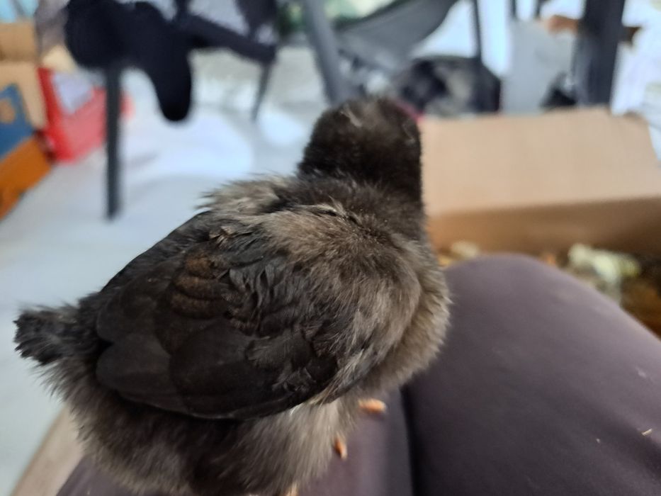 Пилета на 10 дни