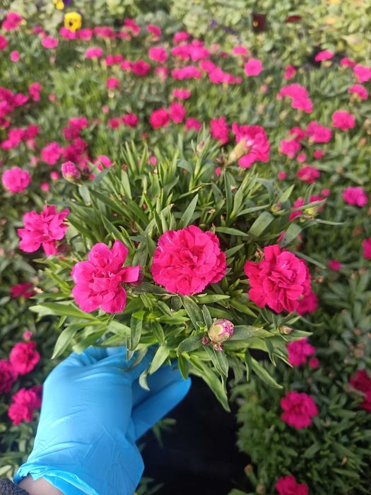 Цветя на Едро и Дребно