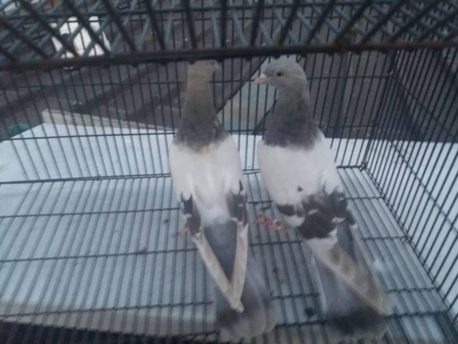 Продаю голубей 2000 тн