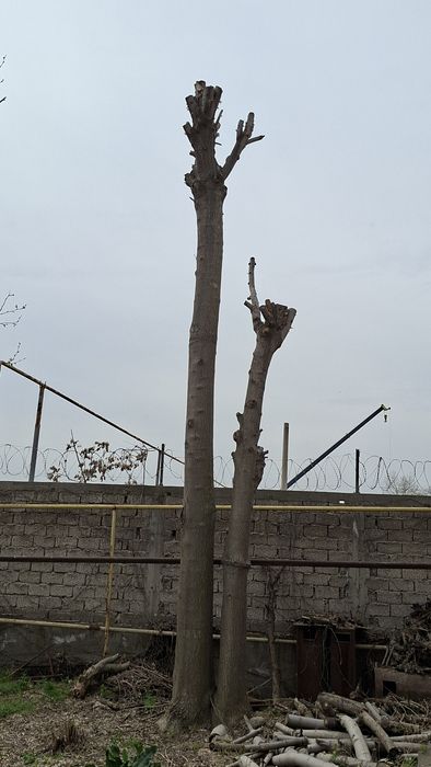 Отинла–дарахтла, дрова