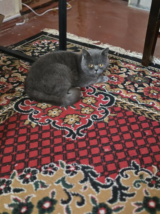 Продаётся кошка British Shorthair