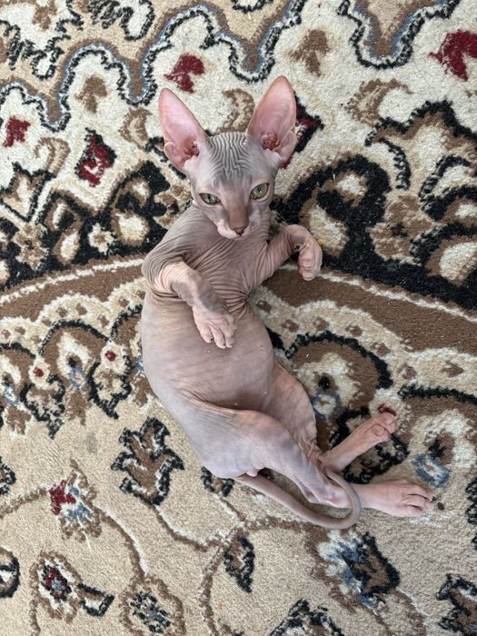 Продается сфинкс