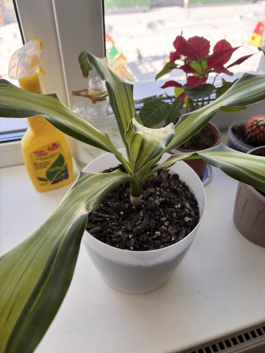 Цветы комнатные цветы