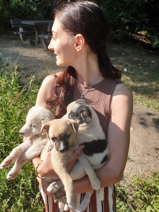 pet sitter (pisici, caini, reptile, rozatoare, pesti), plimbat caini