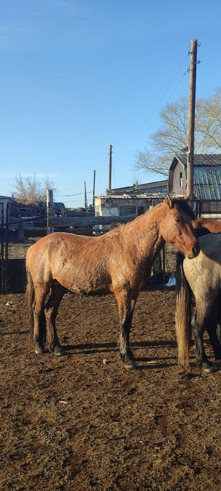 Айгыр сатылады продается жеребец