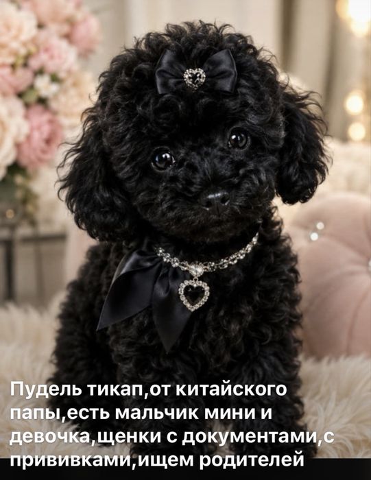 Шикарные щенки тикап той пуделя,