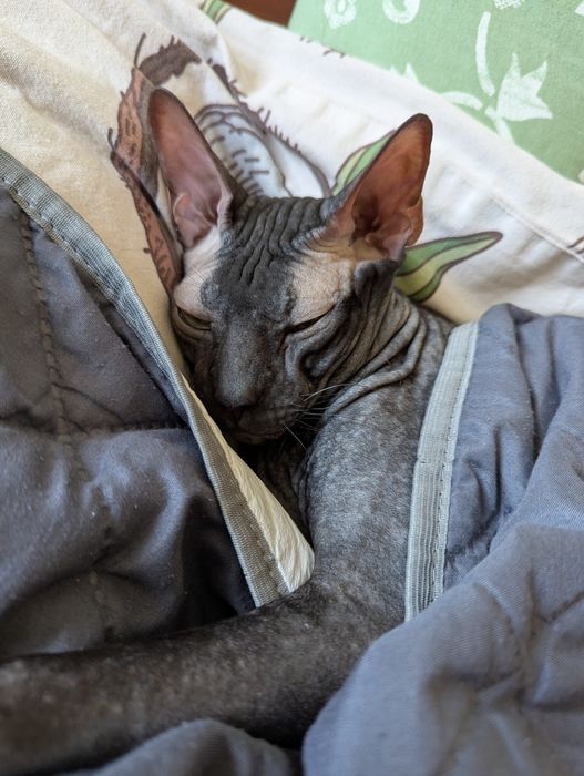 Отдам кота сфинкса в добрые руки