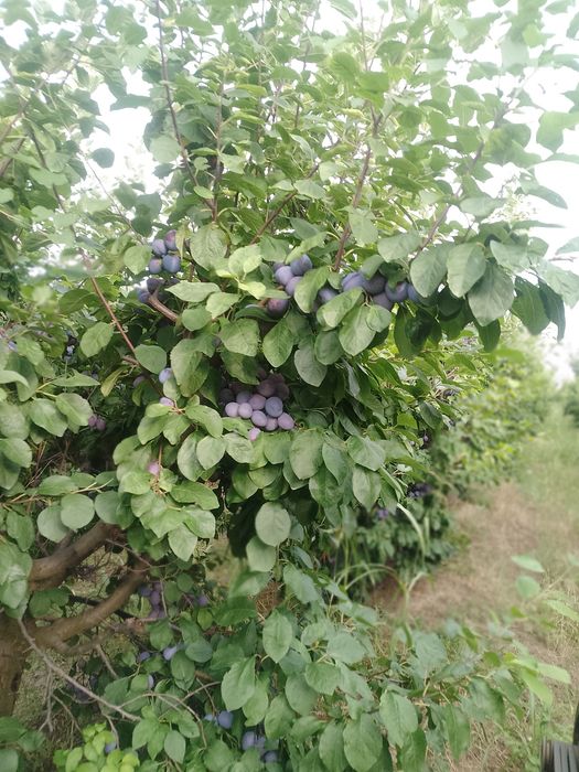 Vând prune centenar 5tone