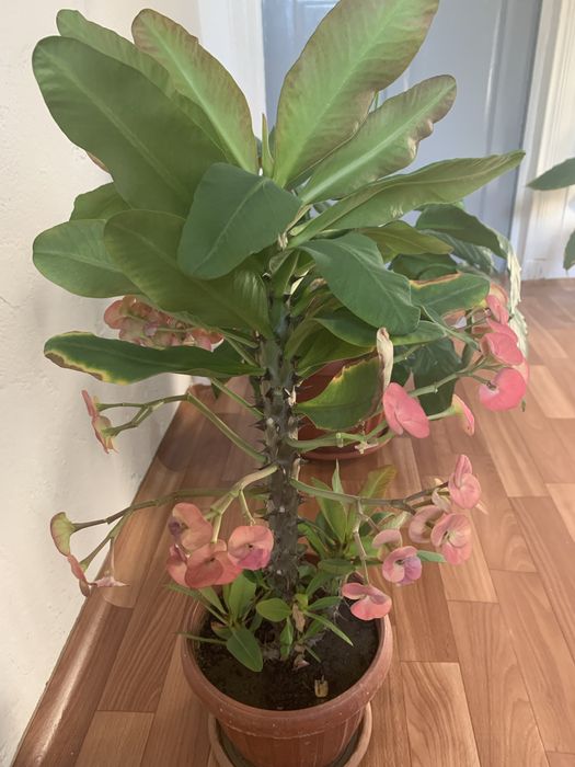 Комнатные растения