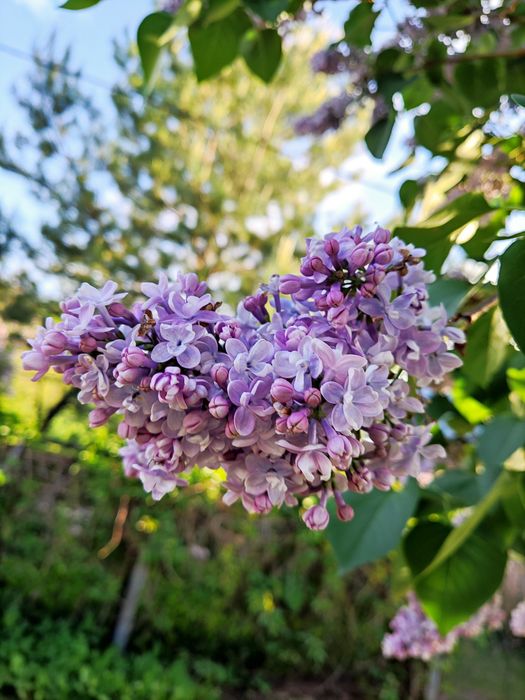 Саженцы калина, черная смородина, сирень сортовая