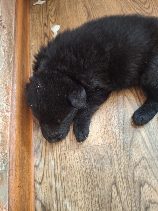 Немецкие овчарки