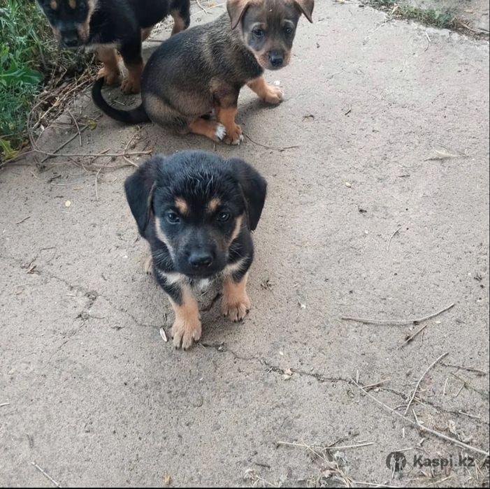 Отдам щенков в хорошие руки