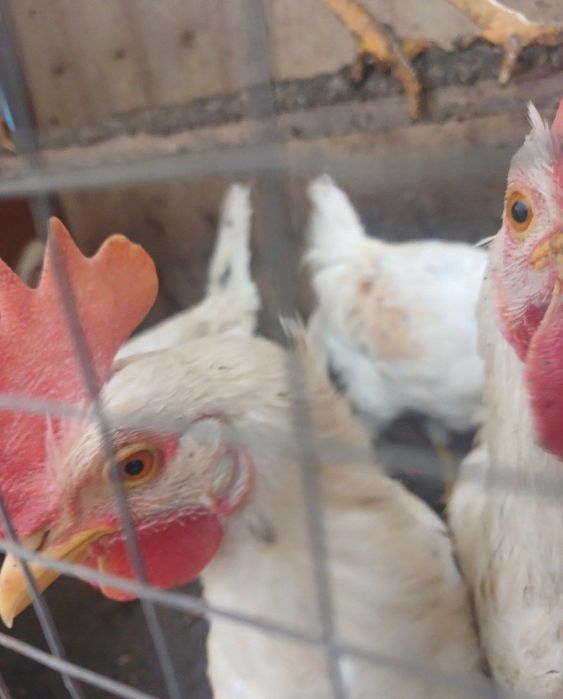 Xoʻroz va tovuq sotiladi