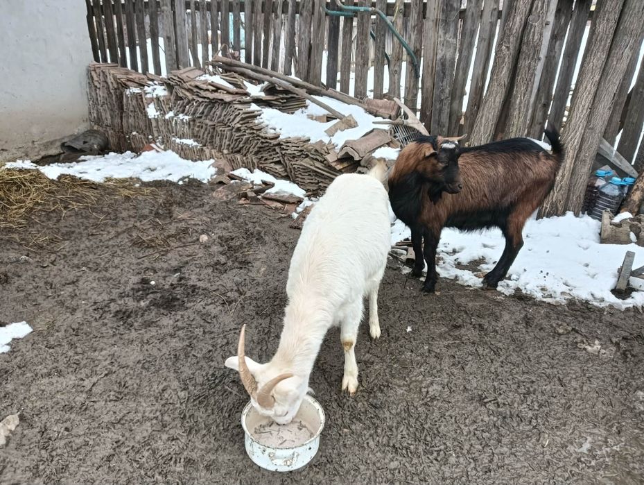 Vând capre sannen și țap alpit francez