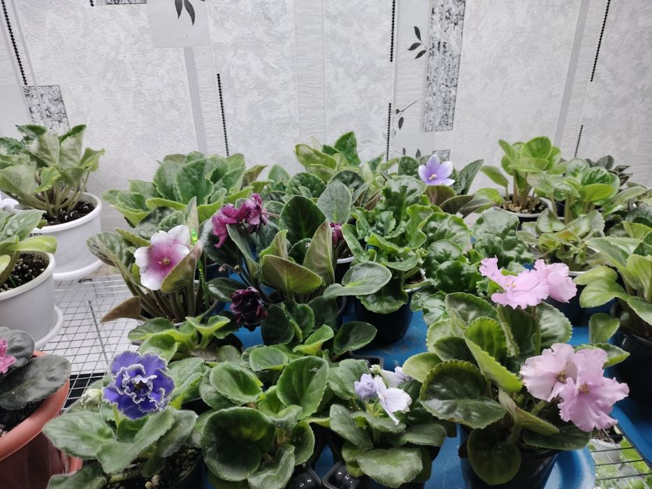 Продам сортовые фиалки