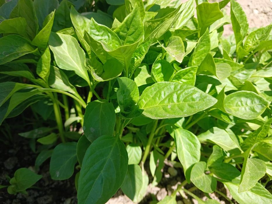 Продам рассаду помидоры