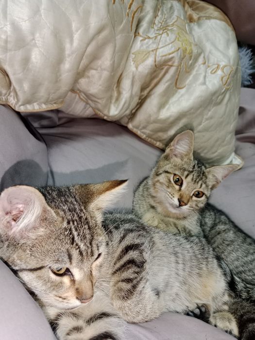 Отдам котят даром, очень игривые