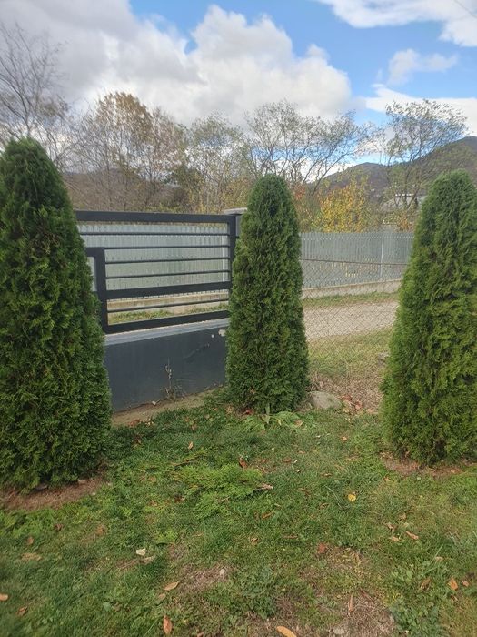 Lucrări de grădinărit, curățat pomi fructiferi