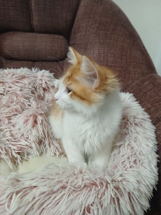 Ангорско коте - мъжко, на 3 месеца