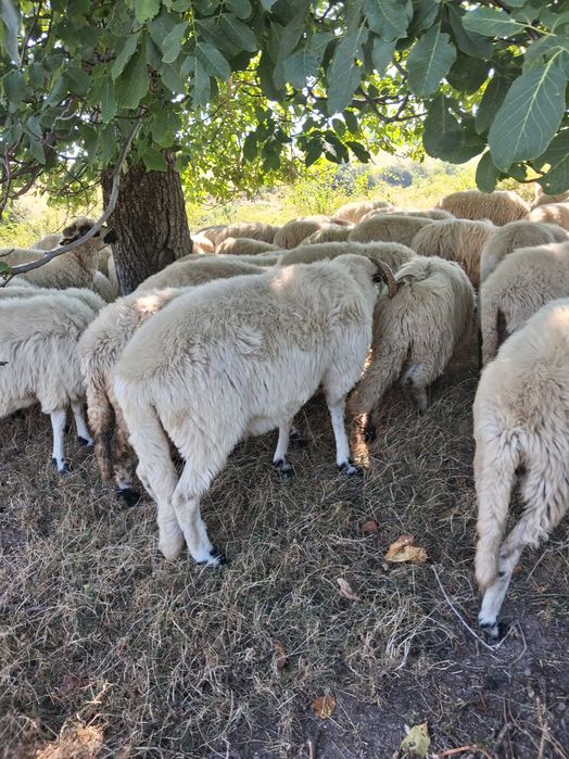 Vand 2 berbeci buni de monta !