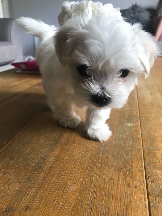 Bichon Maltez Mini Toy - Mascul / Femela, 8 saptamani, carnet de sanatate