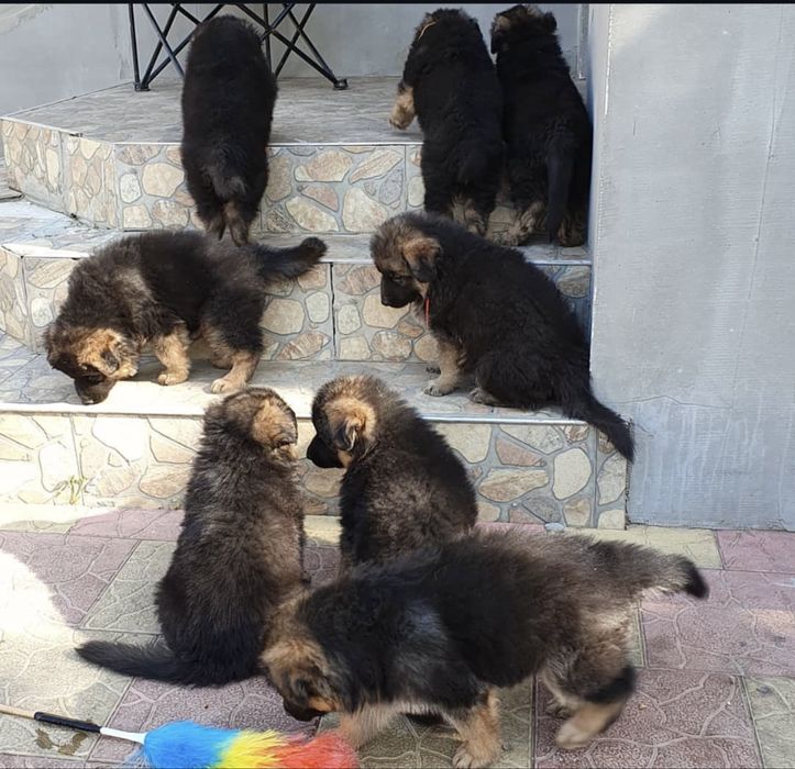 Шикарные щенки немца