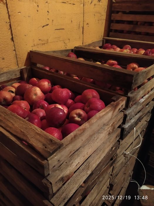 Продам яблоки 3-й сорт