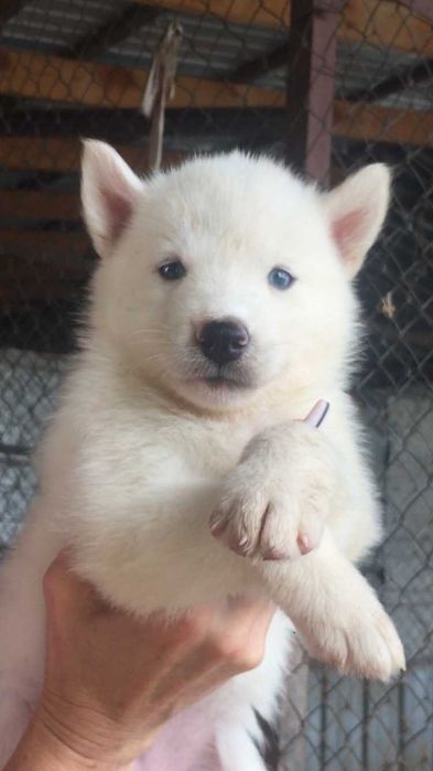 Белый голубоглазый кавалер хаски