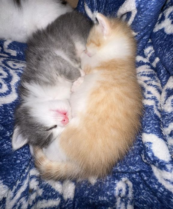 Котики воспитанные послушные