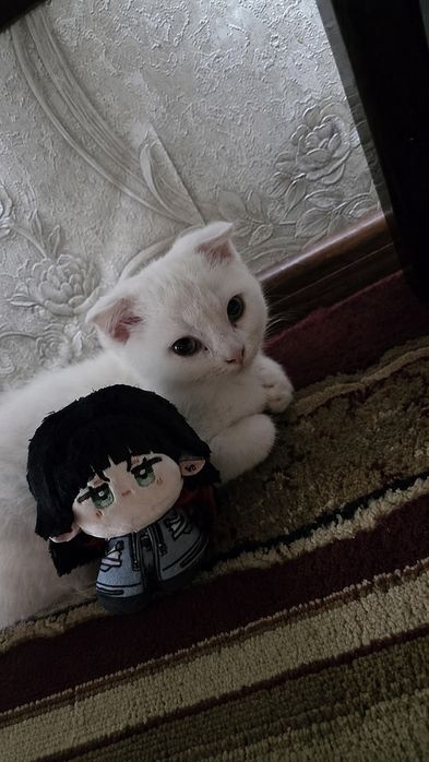 Продаётся пародистый котёнок (Шотландец)
