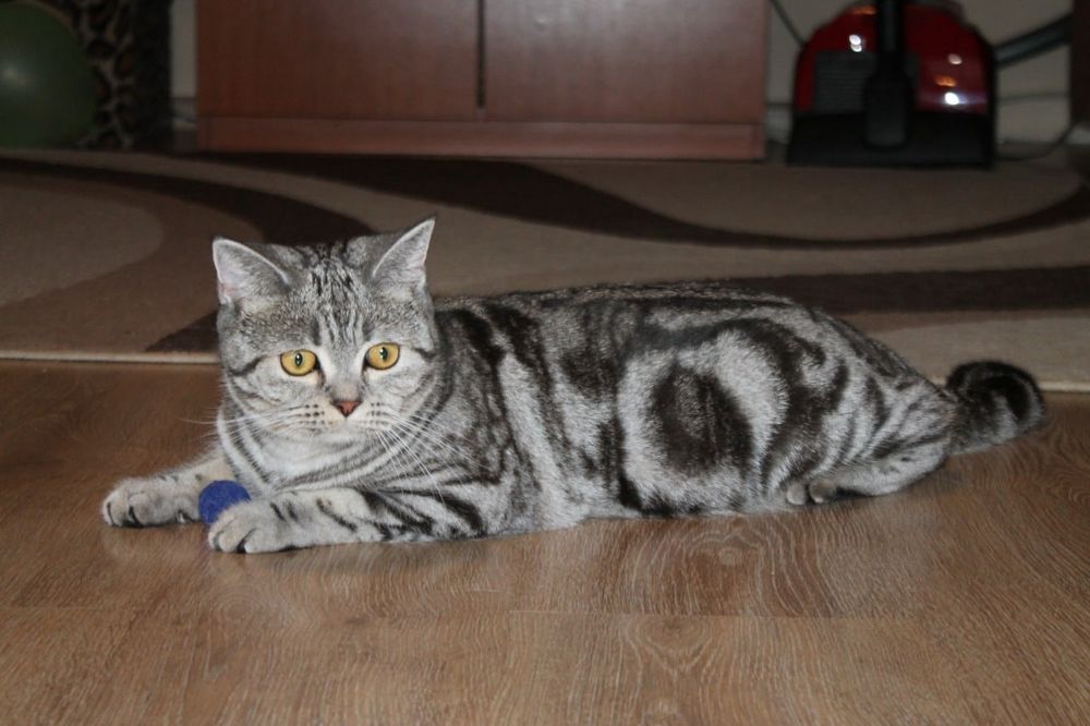 Британская кошка