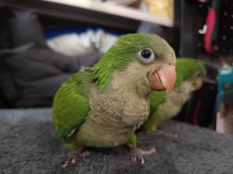 Монах-ръчно хранен